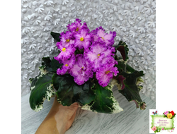 РС-Тропикана (С. Н. Репкина) 2015 г.