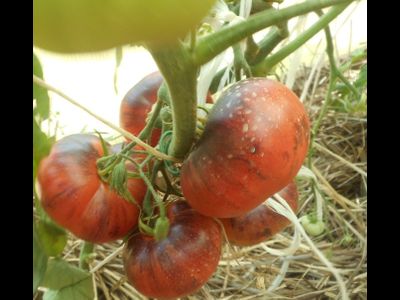 Томат Сибирский тигр (Siberian Tiger)