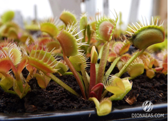 Dionaea muscipula Milachka