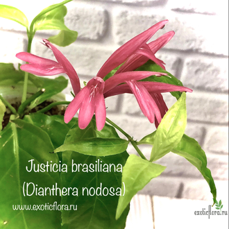 Якобиния ( Юстиция ) Нодоза / JACOBINIA (Justicia )  NODOSA