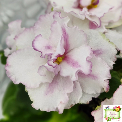 ВаТ-Соло Анфисы (Т. Валькова) 2021 г.