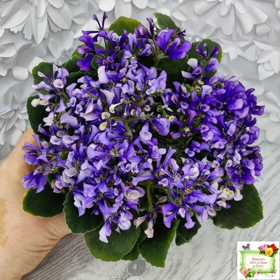 СК-Вьюнок (А.Кузнецов) (2 листа посажены в 1 стак. 24.01.26)