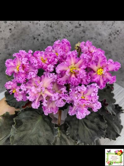 РМ-Янтарная Луна (спорт от РМ-Богиня Солнца) 2020-2021 г.