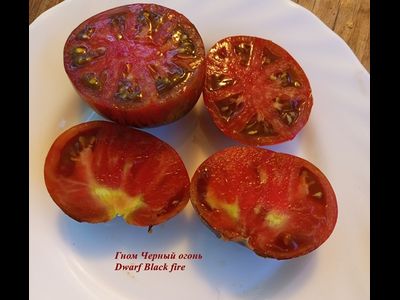 Гном Черный огонь, Черноогненный  (Dwarf Black fire)