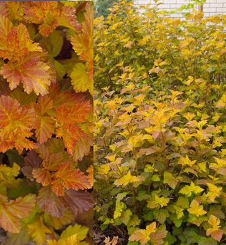 Пузыреплодник калинолистный (Physocarpus opulifolius `Amber Jubilee`= `Jefam`), ЗКС