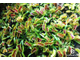 Dionaea muscipula Wacky trap
