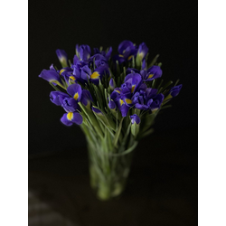 Ирисы 25 шт