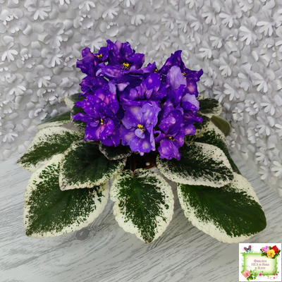 РС-Астролог (С. Репкина) 2020 г.