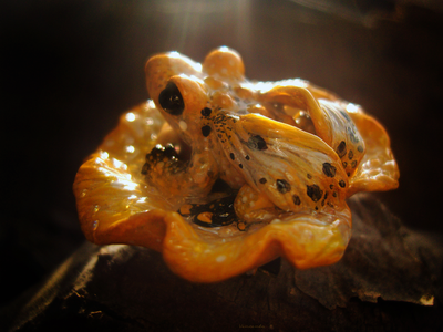 Брошь-лягушка "Крылатая Лучезарница", коллекционная миниатюра