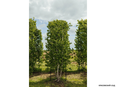 Арка из Березы повислой - Betula pendula