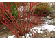 Элегантиссима дерен белый (Cornus alba Elegantissima)-3л