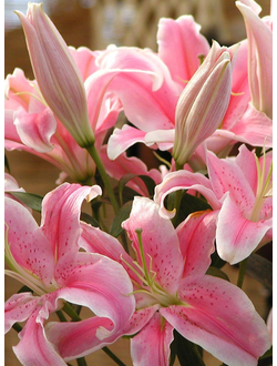 Лилия в ассортименте