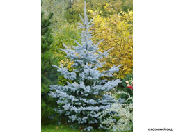 Ель Мисти Блю фото в саду - красовский-сад.рф