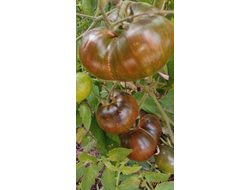 Томат Бифштекс Марши (Marsha's Starfighter Beefsteak)