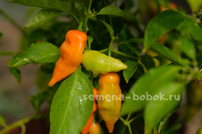 Перец сладкий Habanero Habanada  (Хабанеро Хабанада), 10 шт