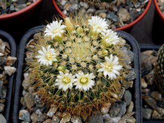 Mammillaria nivosa - 5 семян