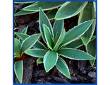 Agave angustifolia &#039;Marginata&#039;