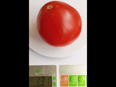 Томат Эм-чемпион