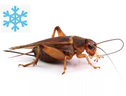Сверчок банановый замороженный предымаго, просеянный