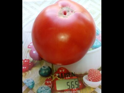 Томат Минусинский от Балуева