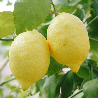 Лимон (Citrus limon) Испания, органик, 5 мл - 100% натуральное эфирное масло