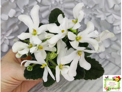 Lunar Lily white (селекционер неизвестен) (лист укоренённый)