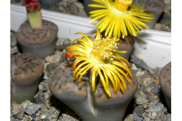 Lithops schwantesii ssp. schwantesii v. rugosa C192
