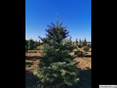 Пихта одноцветная - Abies concolor