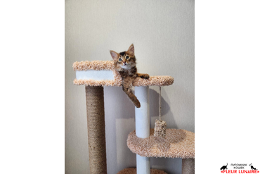 Выпускница Фокси (Neva Fleur Lunaire), 2022 г.