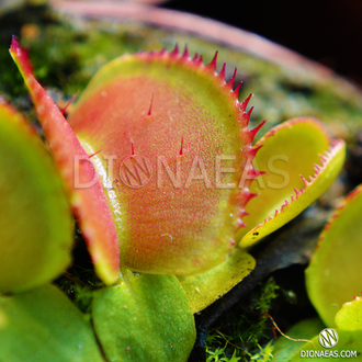 Dionaea muscipula Microdent