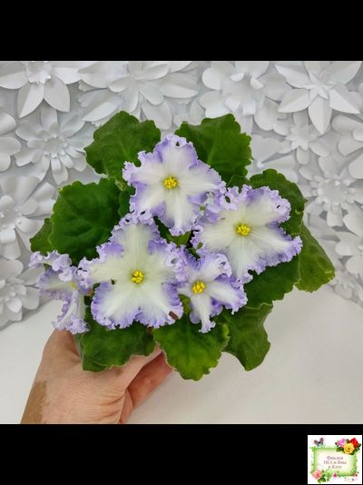 РМ-Франческа (Н. Скорнякова) 2019 г. (лист посажен 05.10.25)