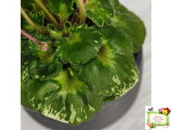 Shirl's Pip Squeak (S.Sanders) (лист посажен 28.01.26)