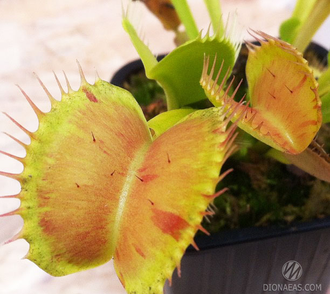 Dionaea muscipula Patches