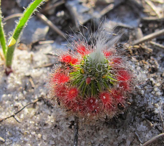 Геммы Drosera Sargentii