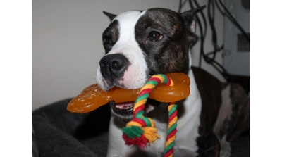 Doglike Кость большая с КАНАТОМ