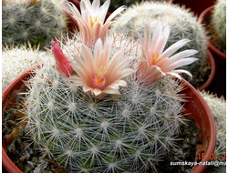 Mammillaria candida