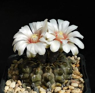 Gymnocalycium intertextum VG-312 - 5 семян