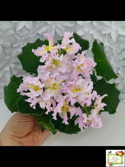 РМ-Солнечное Конфетти (Н. Скорнякова) 2022 г.