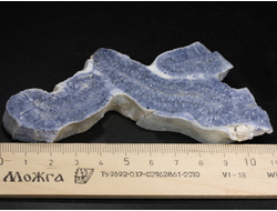 Коралл голубой Акори, Австралия (109*52*11 мм, 58 г) №37713