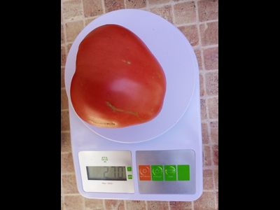 Томат Фиделио