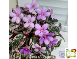 Adeara (P. Tracey) (3975) 06/02/1980 трейлер