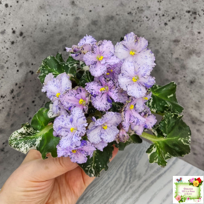 Н-Чехарда (Н. Бердникова) 2020 г. (пестролистный гёрл)