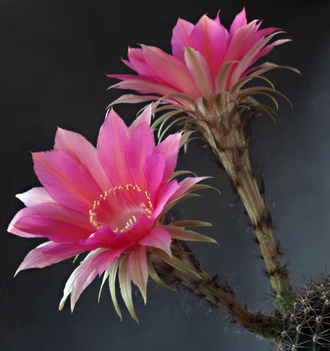 Echinopsis hybrid `Tears of Competitor` x `Ayacucho` ex Wessner (D=35-40mm)