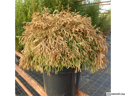 Туя Голден Таффет - Golden Tuffet