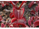 Dionaea muscipula Petite Dragon