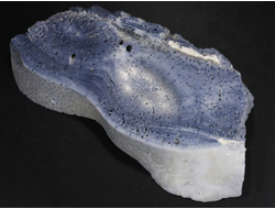 Коралл голубой Акори, Австралия (110*57*12 мм, 107 г) №37718