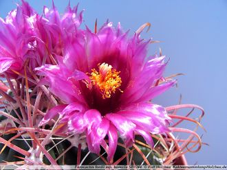 Ferocactus fordii SB1244 - 5 семян