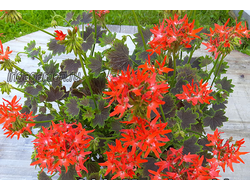 Пеларгония Meadowside Midnight