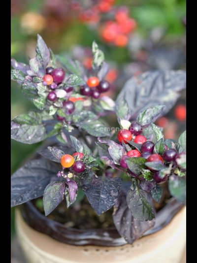 Перец острый Indonesian x Purple Flash, 10 шт