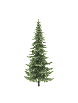 хвойные Ель fir-tree_01